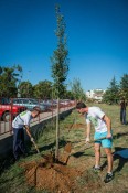 AmCham Clean and Green at the Radojica Perovic Elementary School October 11 (11)